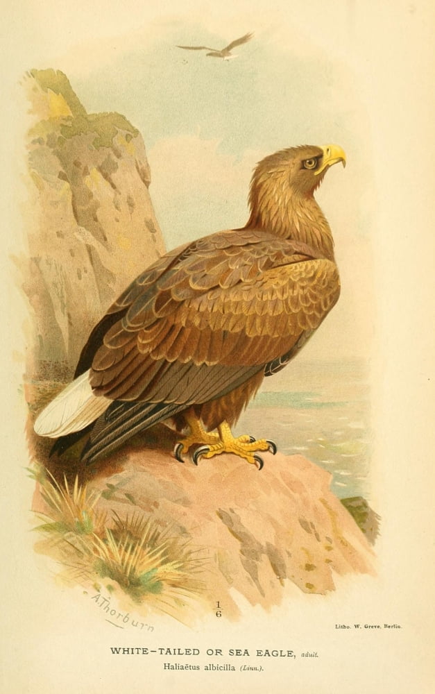 Birds Of The Britis