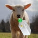 thumbnail image 5 of Botella de leche de cabra de cordero, 850ml, jarra de leche de cabra, bebedor de pezón de silicona, herramientas de alimentación juego de botellas Cola alimentador de leche, 5 of 8