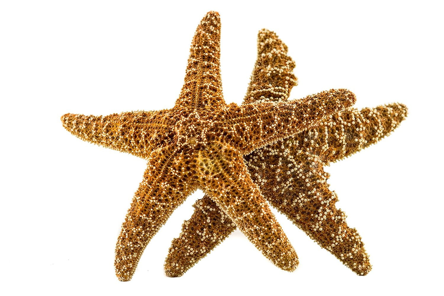 Sugar Starfish |2 Brown Sugar Star Fish 5