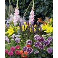 thumbnail image 1 of Collection de bordures d'été, 1 of 1