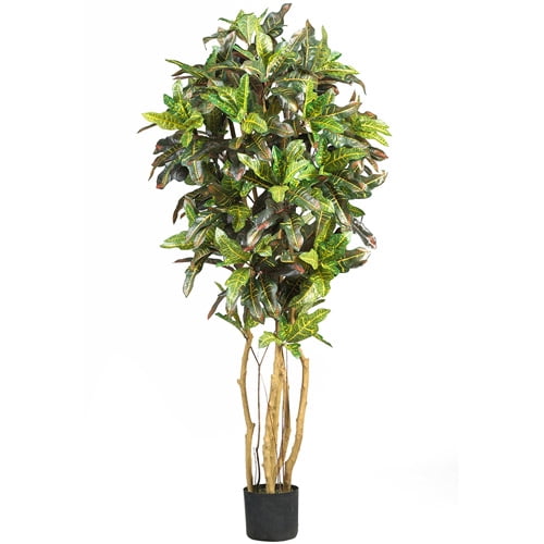 5' Croton Silk Tree