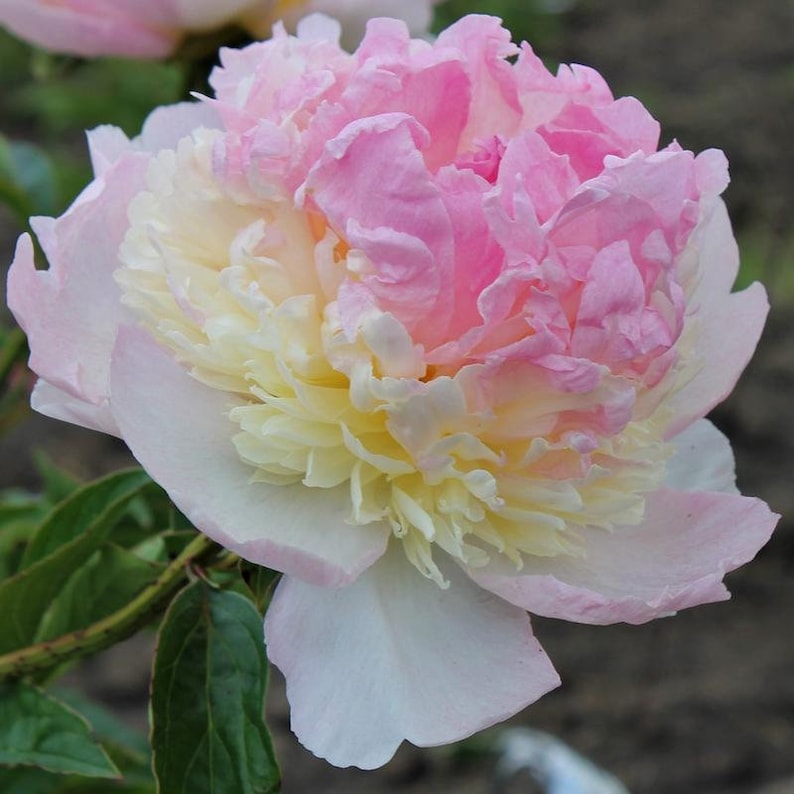 10 Seeds Raspberry Sundae Peony Seeds Paeonia Butterflies Open-Pollinated Heirloom for Gardens