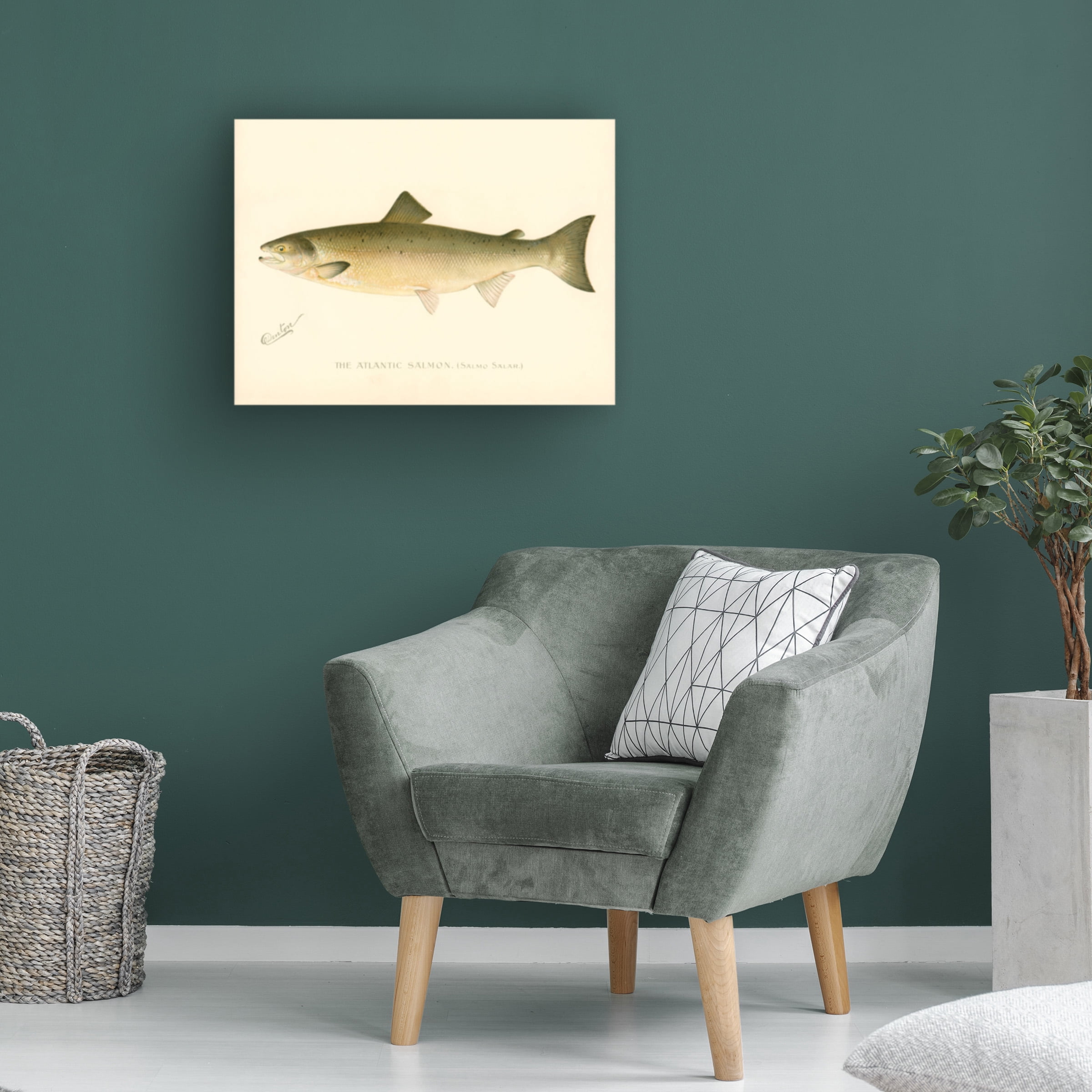 Print Collection 'The Atlantic Salmon' Canvas Art