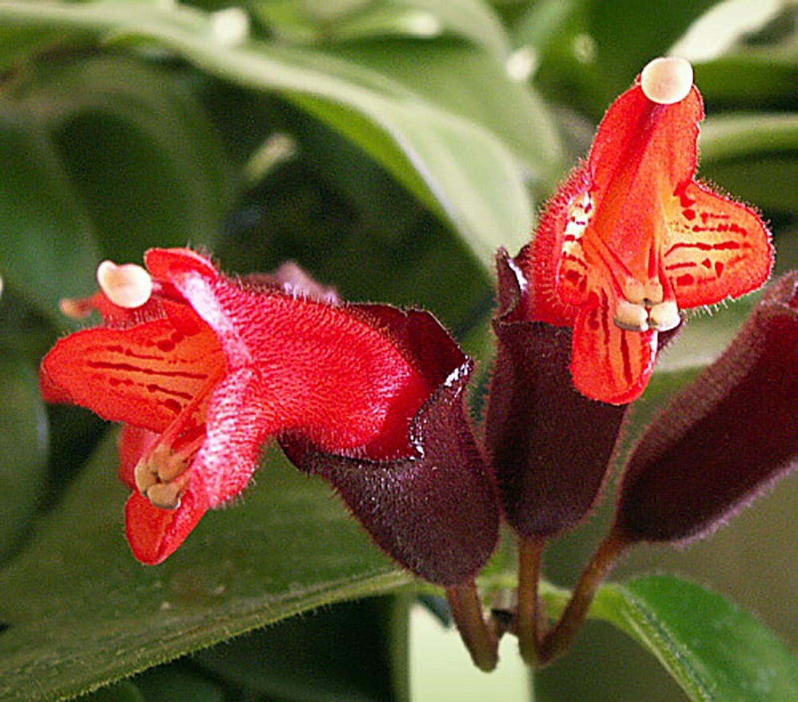 Japhrolepis Lipstick Plant - Aeschynanthus - 6" Hanging Basket - Walmart.com