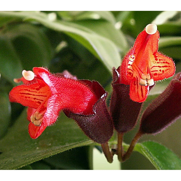 Japhrolepis Lipstick Plant - Aeschynanthus - 6" Hanging Basket - Walmart.com