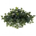 thumbnail image 1 of Ivy with White Wash Planter Silk Plant, 1 of 1