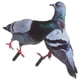 thumbnail image 5 of 2 estacas decorativas para jardín con forma de paloma, esculturas realistas de palomas, estacas acrílicas de animales., 5 of 5