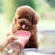 thumbnail image 3 of Botella de agua para perros para caminar, botella de agua de viaje para perros a prueba de fugas con dispensador de bebidas, botella de agua para cachorros para senderismo, caminar, viajar brillar Hogar, 3 of 3