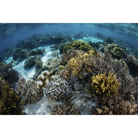 A beautiful reef full of soft corals grows in Komodo National Park Indonesia Poster Print by Ethan DanielsStocktrek
