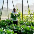 thumbnail image 5 of 3x6m Fine Mesh White Vegetable Anti-Insect Net for Leeks, Fruit Trees, and Garden Plants Protection, 5 of 5