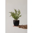 thumbnail image 3 of Artificial Fern Leaf in Pot - Celeste, 3 of 5