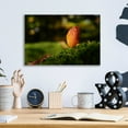 thumbnail image 4 of Epic Art 'Leaf and Ant' by Philippe Sainte-Laudy, Acrylic Glass Wall Art, 16"x12", 4 of 8