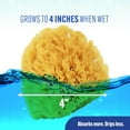 thumbnail image 4 of Baby Buddy Natural Newborn Bath Sponge, 4in Soft Grass Sea Sponge, Tender on Baby Skin, 2pk, 4 of 7