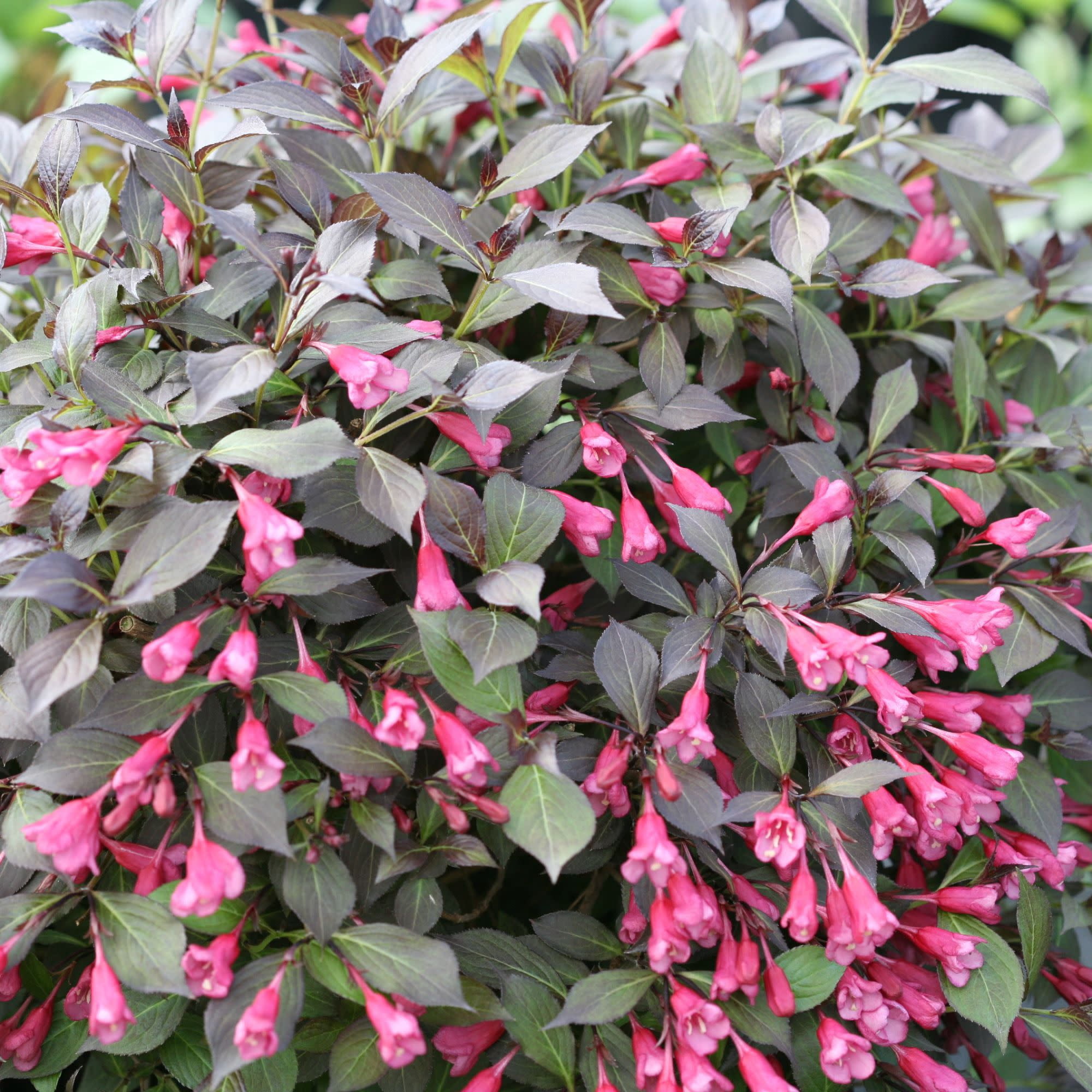 Proven Winners ColorChoice 5" Purple Midnight Wine Shine Weigela Live Plant in 4.5" Pot (4 Count)