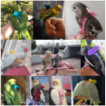 thumbnail image 4 of Adjustable Pet Parrot Harness Leash Outdoor Fly Training Rope for Small Medium Macaw Cockatiel Parakeet Strap Bird Accessories 37X9.5cm, 4 of 5