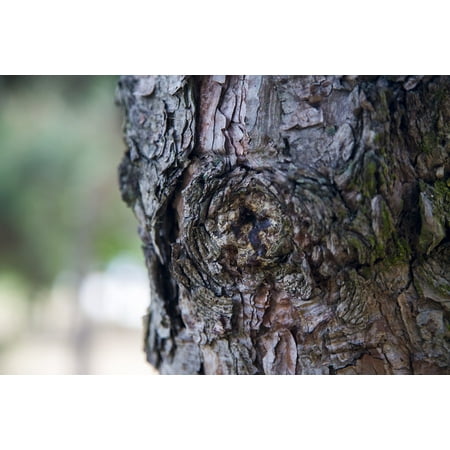 Wood Dead Eye - LAMINATED POSTER Era Memory Dead Wood Memories In My Eyes Tree Wood Poster Print 24 x 36