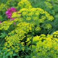 thumbnail image 2 of Bouquet Dill Herb Garden Seeds - 1 Gram Packet - Non-GMO, Heirloom, Organic: Herbal Gardening & Microgreens Seeds - Anethum graveolens, 2 of 2