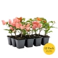 thumbnail image 3 of 12 James Walker Bougainvillea, Live Plants – Fast-Growing Tropical Vine, Thriving in 2.5" Nursery Cubes, 3 of 7