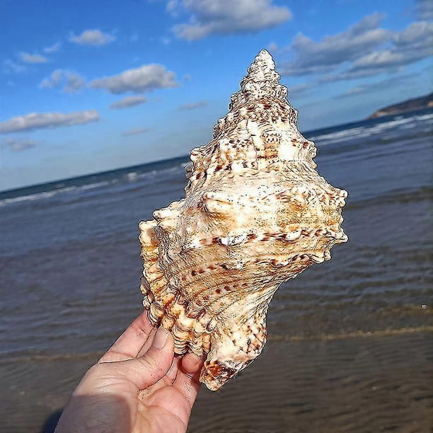 26-27 Natural Seashell Conch Wedding Table Decor Household Decor Dinner Table Decor Seashells Craft Charms For Crafts Scallop Ornaments Art