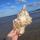 thumbnail image 1 of 26-27 Natural Seashell Conch Wedding Table Decor Household Decor Dinner Table Decor Seashells Craft Charms For Crafts Scallop Ornaments Art, 1 of 5