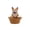 A-White, Yellow, Orange, variant on Ciphrias Shiba Inu Dog Statue With Basket, 7.49 Inch Orange Resin Puppy Figurine Entryway Decor