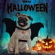 thumbnail image 5 of Disfraz De Halloween Para Mascotas, Disfraz De Alas De Murciélago Para Mascotas Con Campana De Calabaza Para Mascotas, Accesorios De Cosplay Para Fiesta De Halloween Eigraketly HA037344-00, 5 of 6