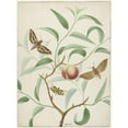 thumbnail image 2 of Hermanus de Wit 15x18 Black Ornate Wood Framed Double Matted Museum Art Print Titled - Peach on a Branch with Two Exotic Butterflies and a Dragonfly (1774 - 1842), 2 of 5