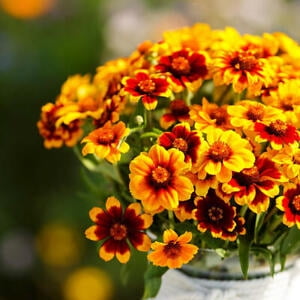 

Zinnia MEXICAN PERSIAN CARPET MIX Dwarf Flower Pollinators Non-GMO 100 Seeds