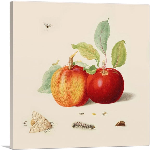 ARTCANVAS Two Apples With Gypsy Moth 1705 Canvas Art Print by Maria Sibylla Merian - Size: 12" x 12" (0.75" Deep)