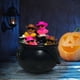 thumbnail image 1 of Ofertas de Venta de Lightling La Bruja Enlató 24 Patos Xihbxyly, 1 of 6
