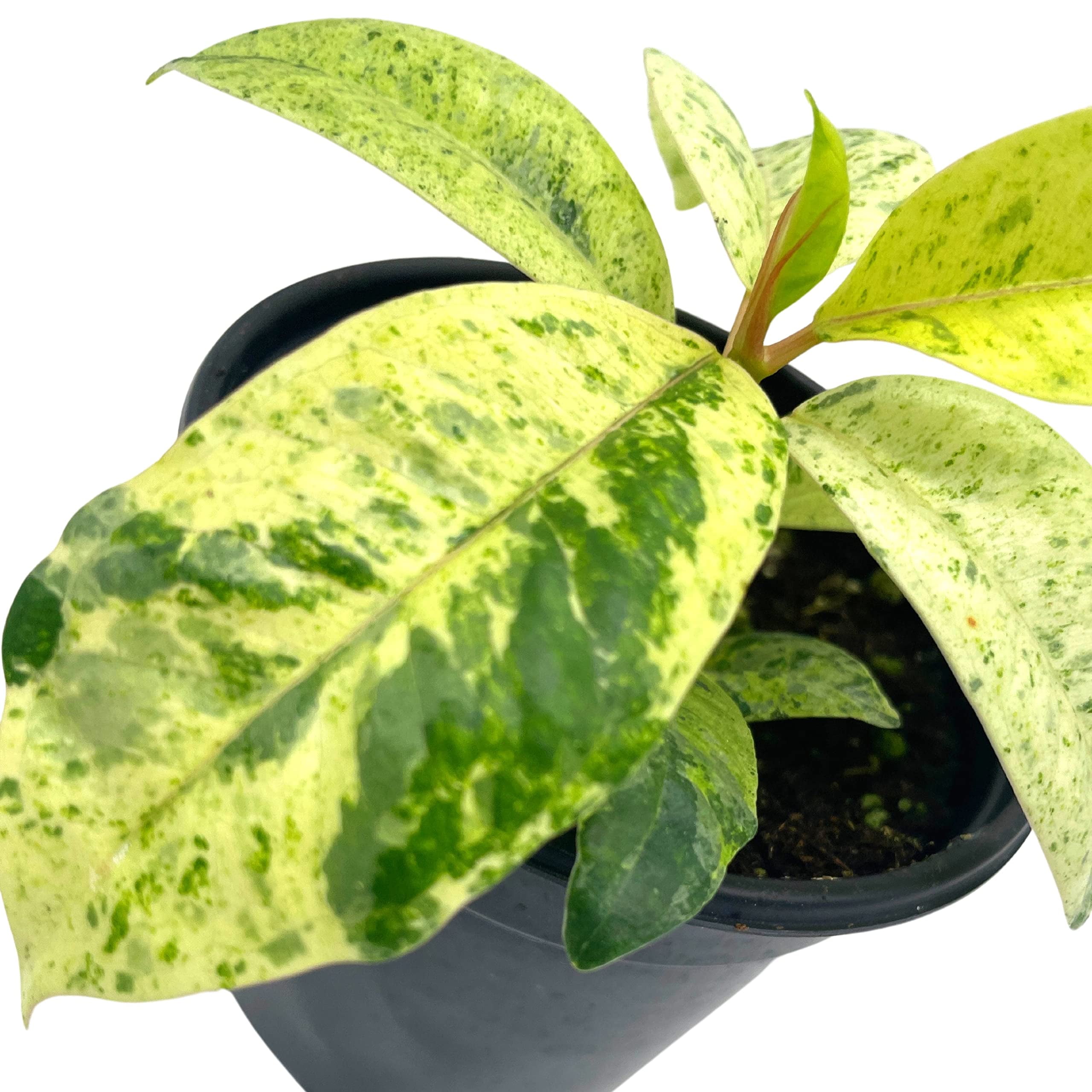 Buy Rubber Plant Sapling (1pc) - Rs.89/- sale online India