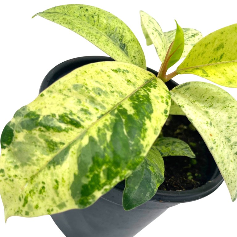Ficus Moonshine Shivereana, 4 inch, Variegated Rubberplant, Splash Rubber  Plant - Walmart.com