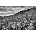 thumbnail image 2 of Flaherty, Dennis 24x17 White Modern Wood Framed Museum Art Print Titled - Colorado Wildflowers cover hillside, 2 of 4