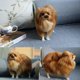 thumbnail image 2 of SGACAI Peluche de perro de simulación realista para niños, juguete de peluche Pomerania Dol, venta, 2 of 7