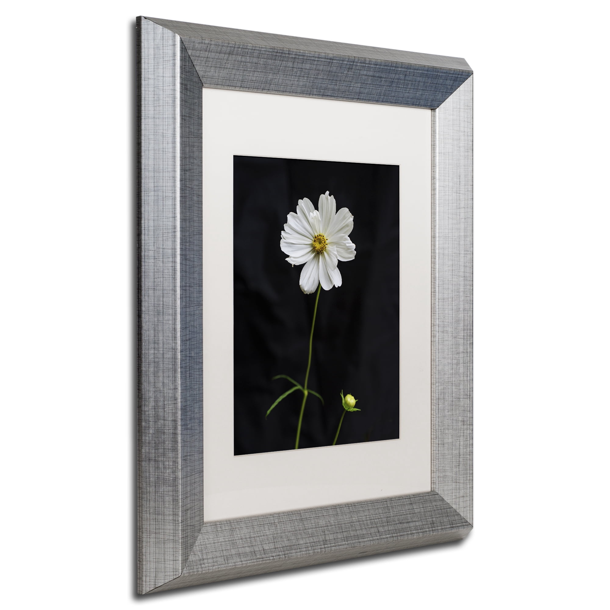 Trademark Fine Art 11 x 14 Matted Framed Art ' White Cosmos on Black ' by Kurt Shaffer