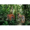 thumbnail image 2 of Pangea Images 24x18 Black Ornate Wood Framed with Double Matting Museum Art Print Titled - Bengal Tigers, 2 of 4