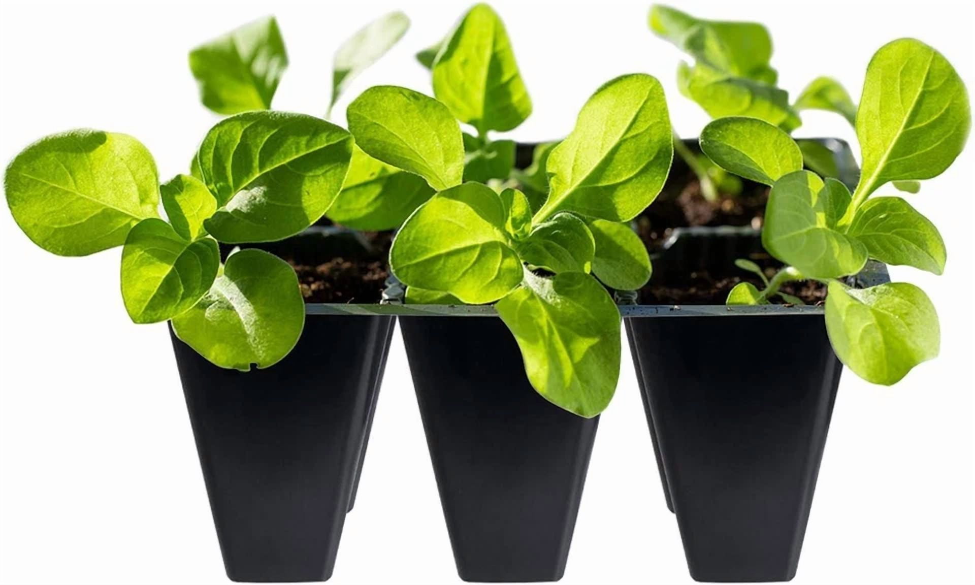 CIRCLE- Gardzen 30 Pack 6-Cell Seed Starting Tray For Seedlings, Plant Starter Trays Wit