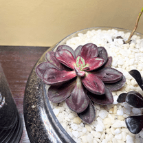 Echeveria Nodulosa, Painted Echeveria, Rare Succulent, Rooted Plant in 4'' pot