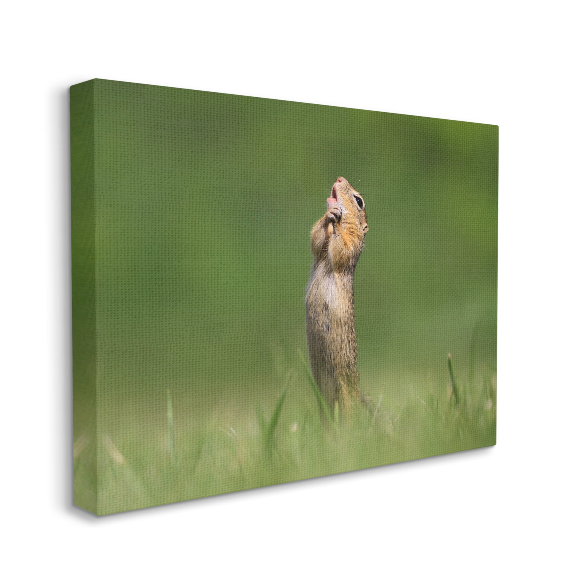 Stupell Industries O Sole Mio Funny Animal Animals & Insects Photography Gallery Wrapped Canvas Art Print Wall Art, 48 x 36