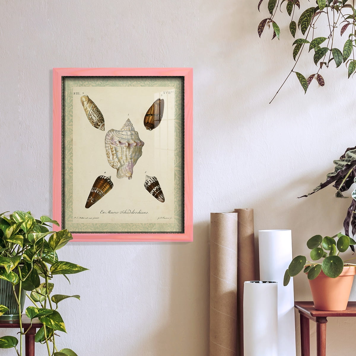 Bookplate Shells IV - Framed Print w/glass - Sunset Pink