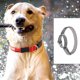 thumbnail image 5 of Collar de entrenamiento de seguridad, hebilla reflectante ajustable, resistente, antideslizante, para perros pequeños, 5 of 5