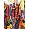 thumbnail image 5 of TomorrowSeeds - Painted Mountain Ornamental Corn (USDA Organic) Seeds - 30+ Count - For 2026 Planting, 5 of 9
