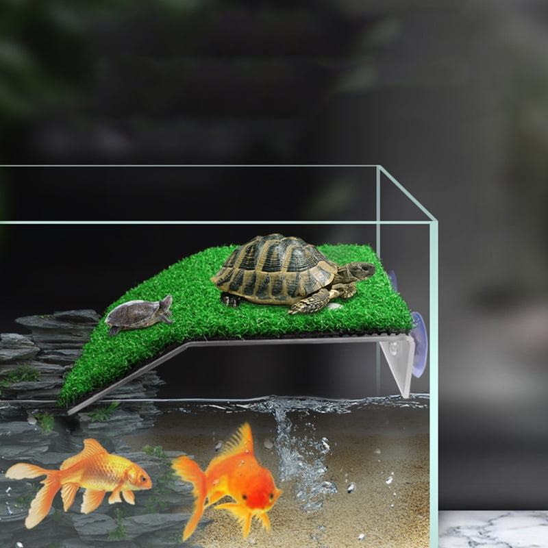 turtle in aquarium with fish