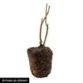 thumbnail image 5 of 1 Gal. Pot, Ouachita Blackberry Bush, Deciduous Fruit Bearing Plant, One Plant per Offer, 5 of 5