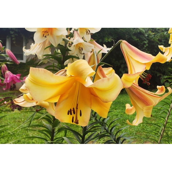 Daylily Nursery Oriental Lily Bulbs, Attracts Butterflies
