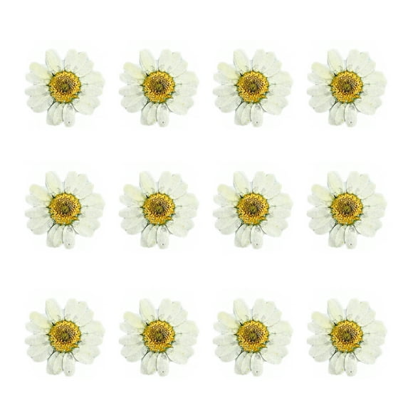 EeaseCA 12pcs Dried Daisy Flowers Art Pressed Flower DIY Handmade Accessories for Jewelry Photo Frame Manicure (White)