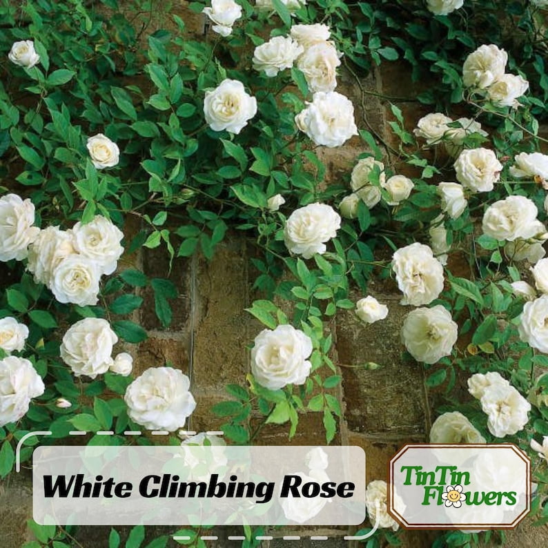 30 Seeds White Climbing Rose Seeds Perennial Non Flower Seeds for Garden Enthusiasts