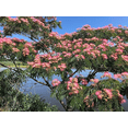thumbnail image 3 of Monkeypod Live Tree Plant, 5–10 Inch Tall Tropical Shade Tree Starter in 4 Inch Pot, Young Rain Tree for Outdoor Garden and Landscape Planting, 3 of 10