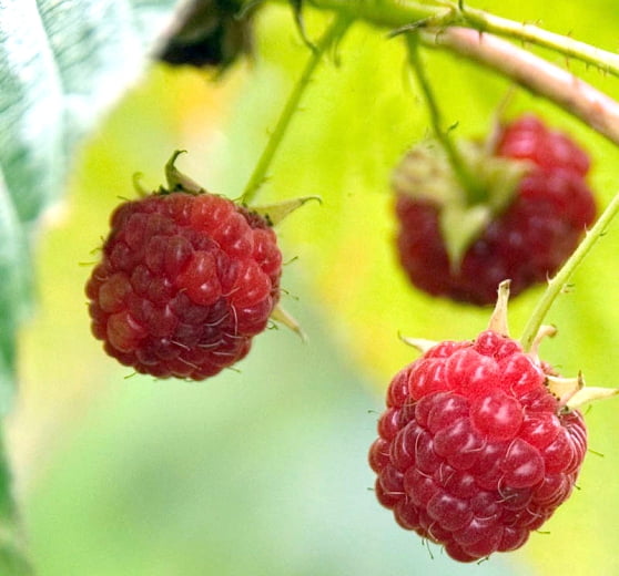 Red Everbearing Raspberry Rubus idaeus ‘Caroline’