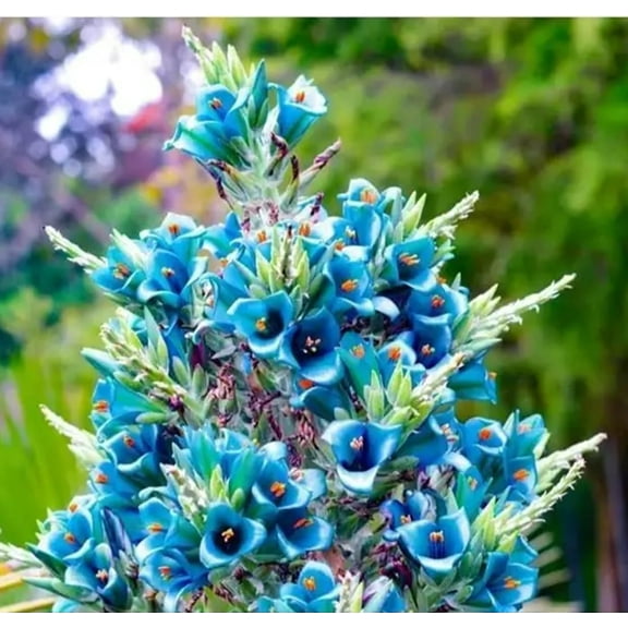 30 Sapphire Tower Puya Seeds to Grow